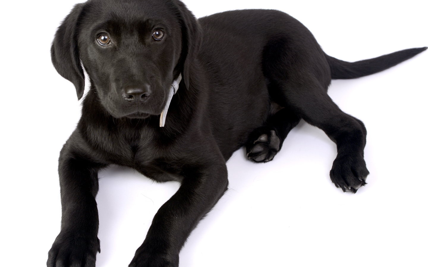Маленький черный щенок лабрадора на белом фоне