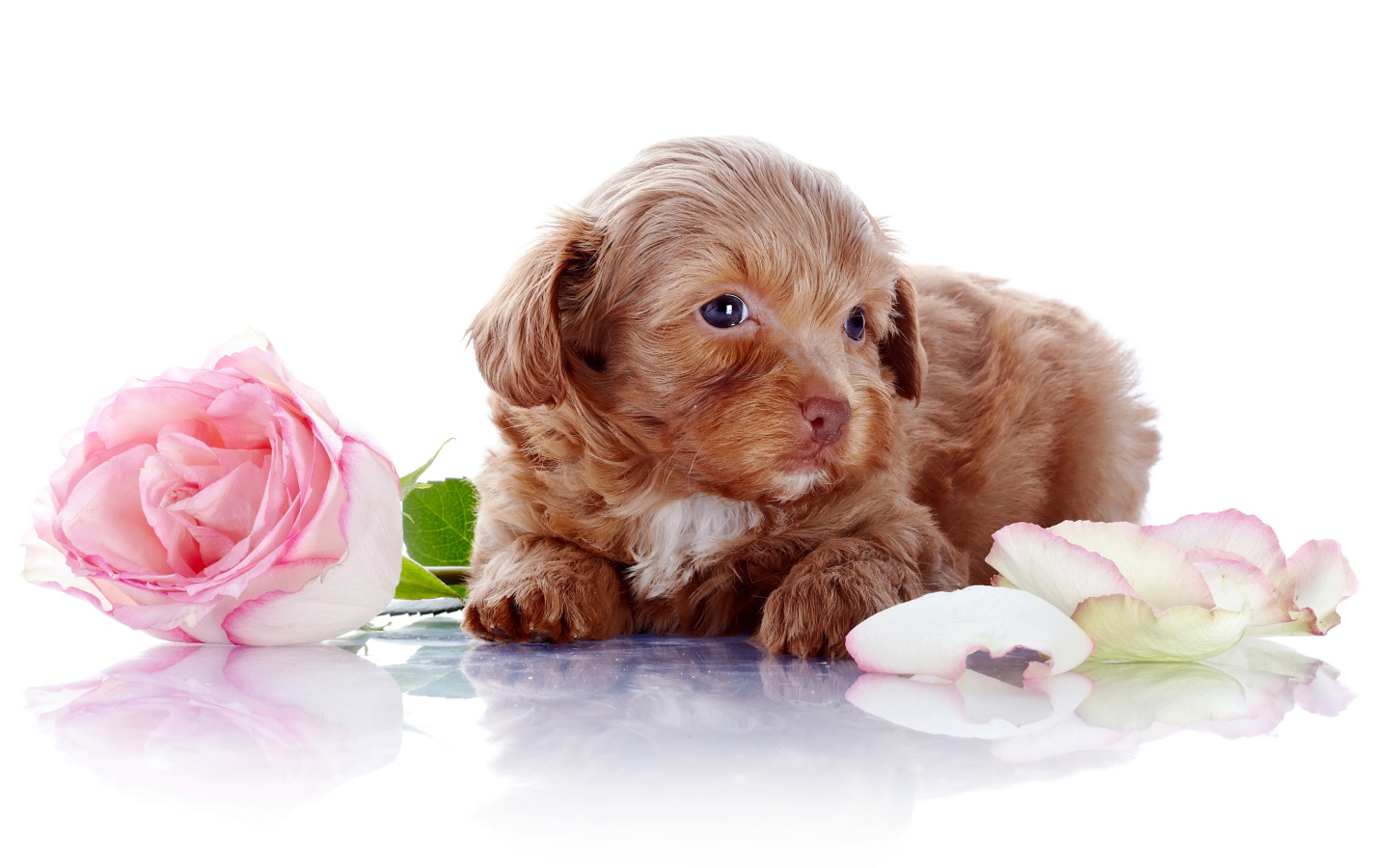 Маленький коричневый щенок с розовой розой на белом фоне