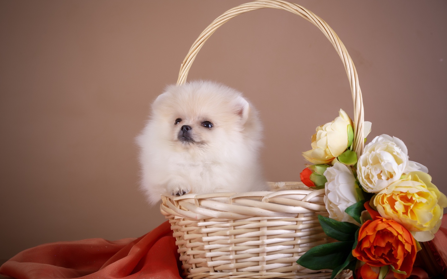 Маленький шпиц сидит в корзине с цветами