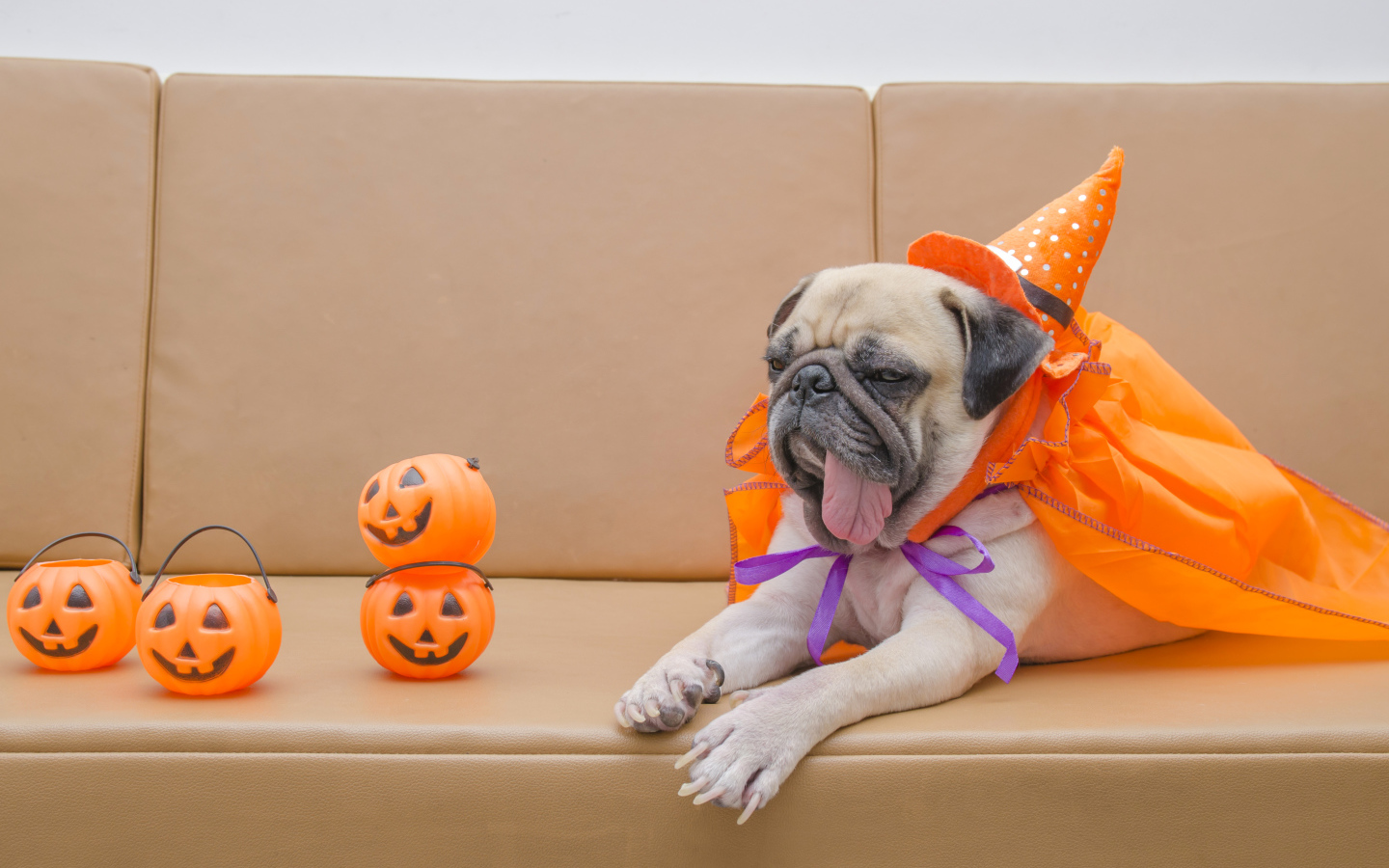 Pug costume on Halloween lying on the couch