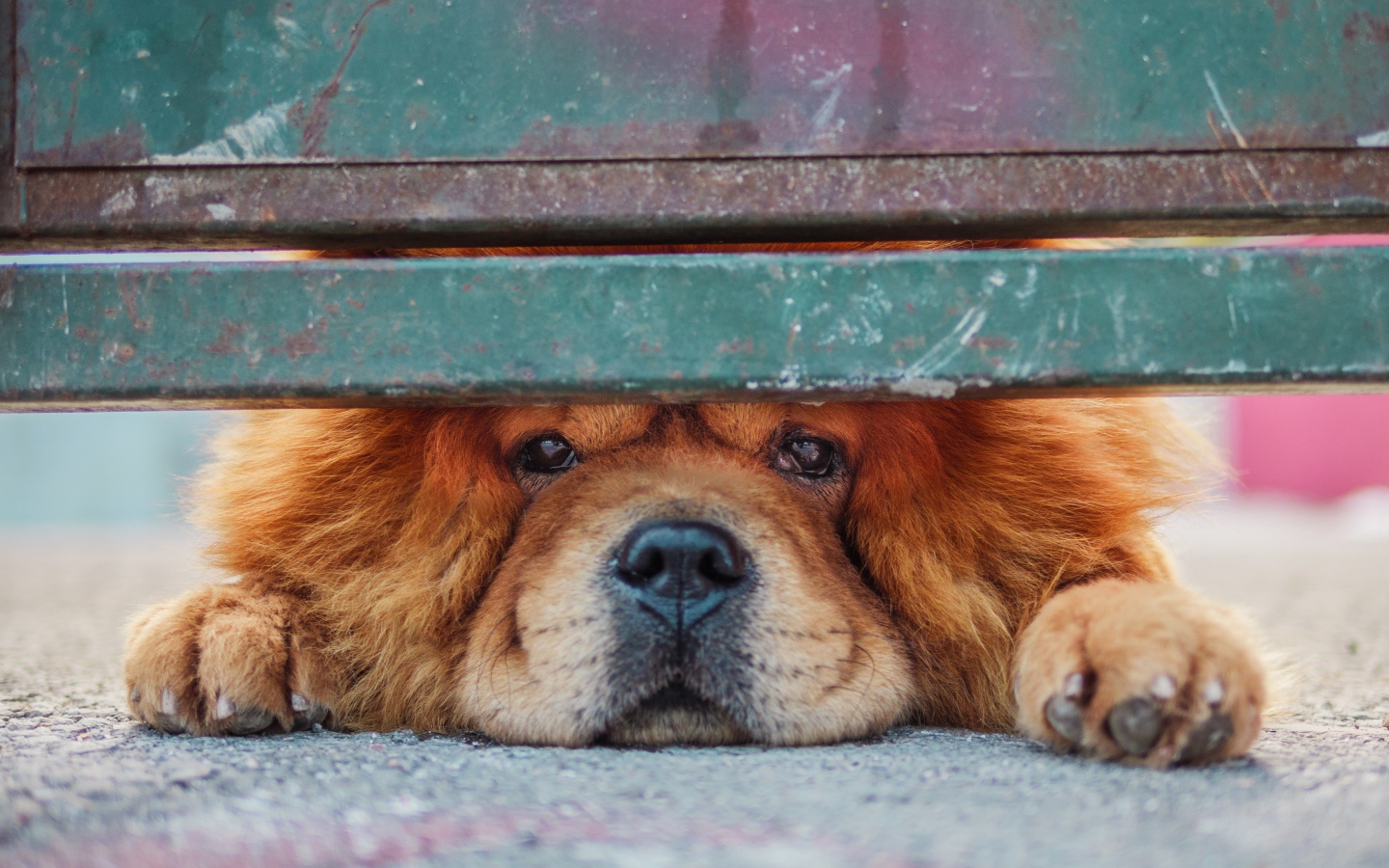 Рыжий породистый пес смотрит под забором