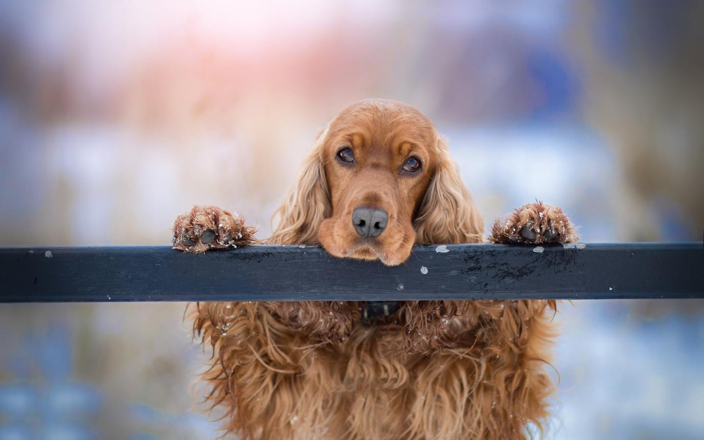 Sad brown spaniel at the fence