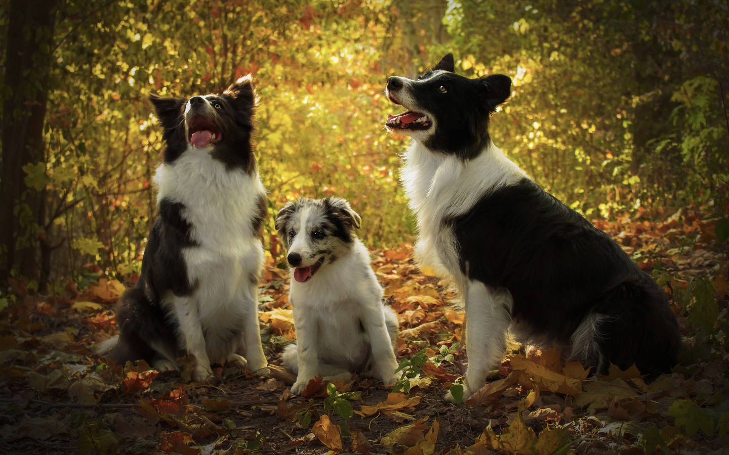 Three dogs of Border Collie breed in the autumn forest