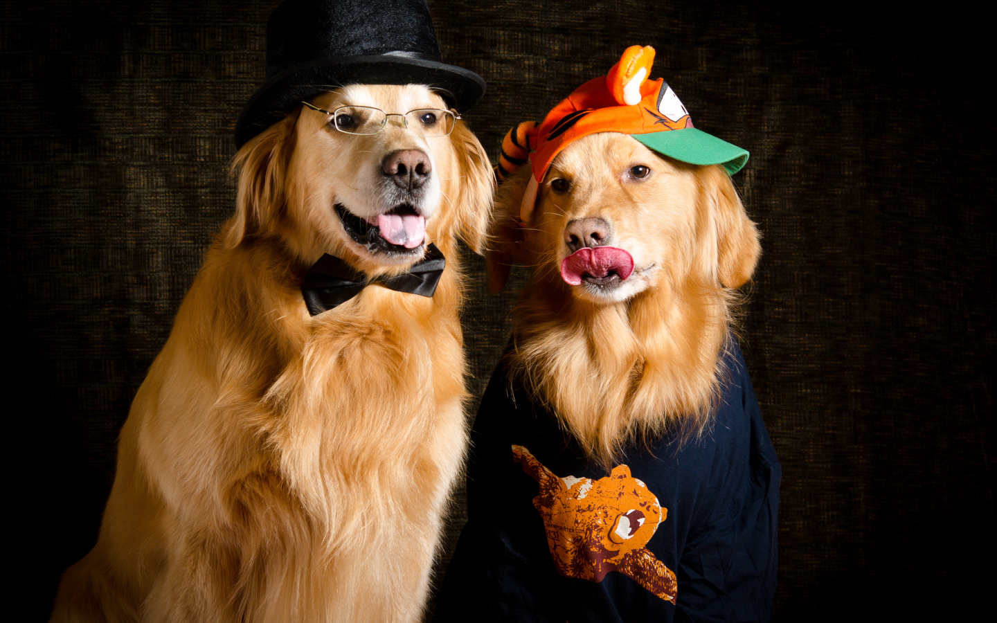 Два модных золотистых ретривера в костюмах 