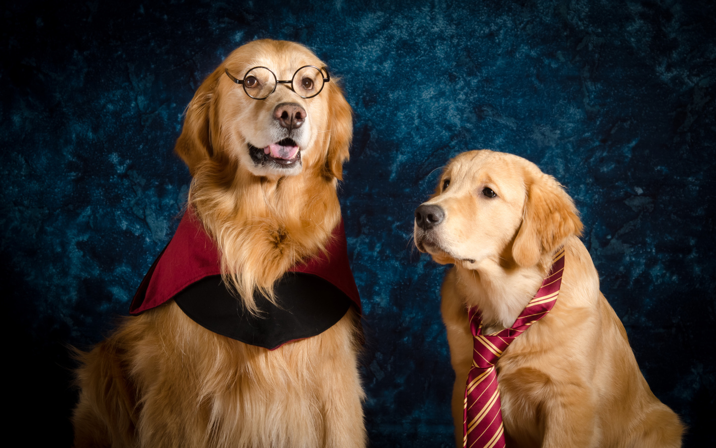 Два золотистых ретривера сидят на фоне синей стены 