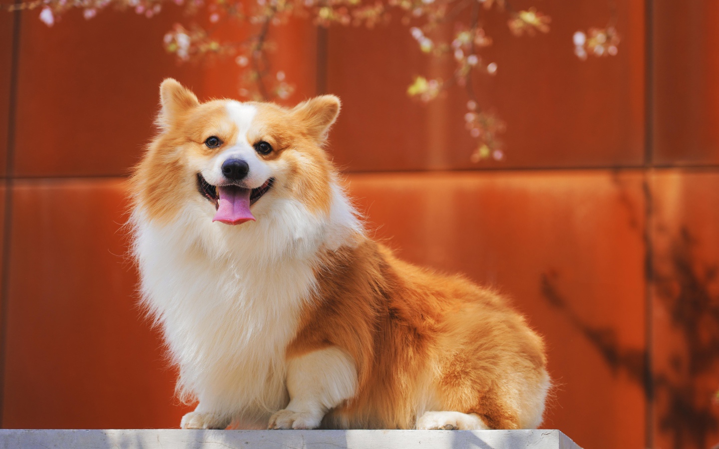 Собака породы вельш корги с высунутым языком