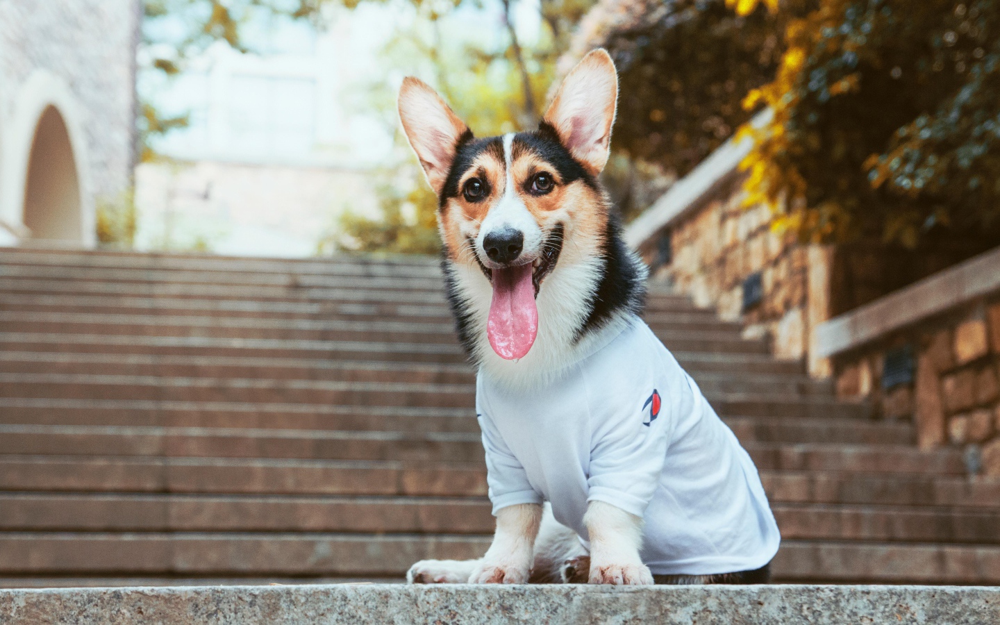 Welsh Corgi with tongue hanging out sits on the steps