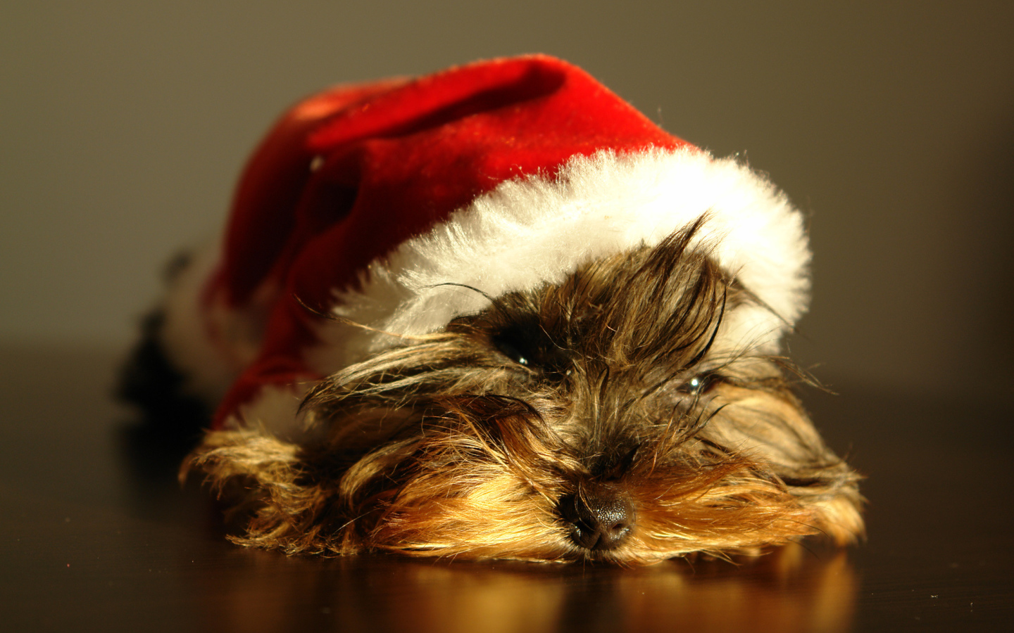 Йоркширский терьер в новогодней шапке 