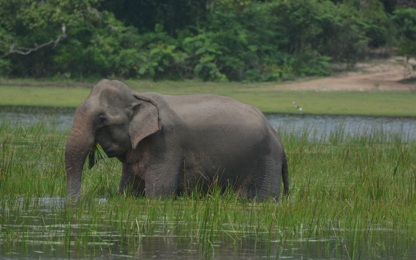 Серый слон стоит в воде с зеленой травой