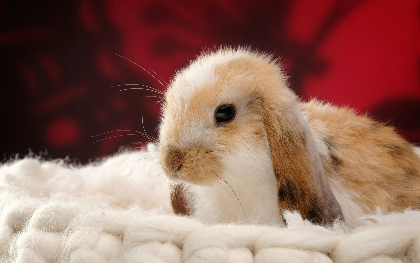 Милый декоративный кролик спит на мягкой подушке 