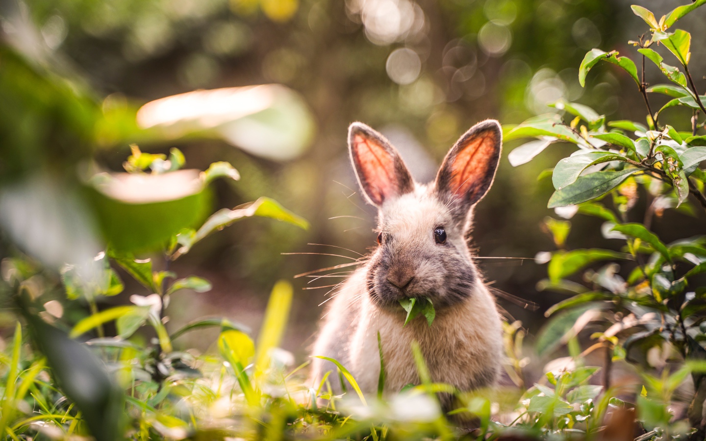 Серый кролик грызет зеленые листья 