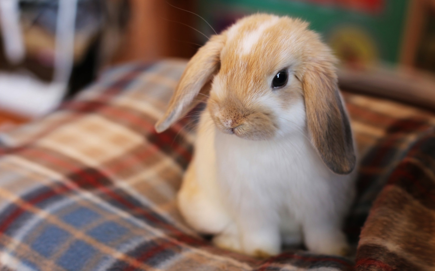 Маленький декоративный кролик сидит на кровати