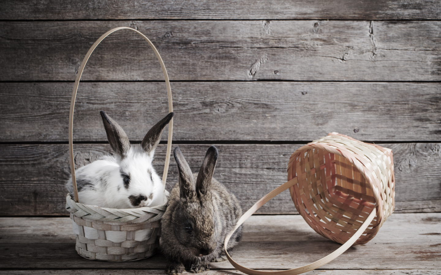 Два кролика сидят в корзинах на деревянном фоне