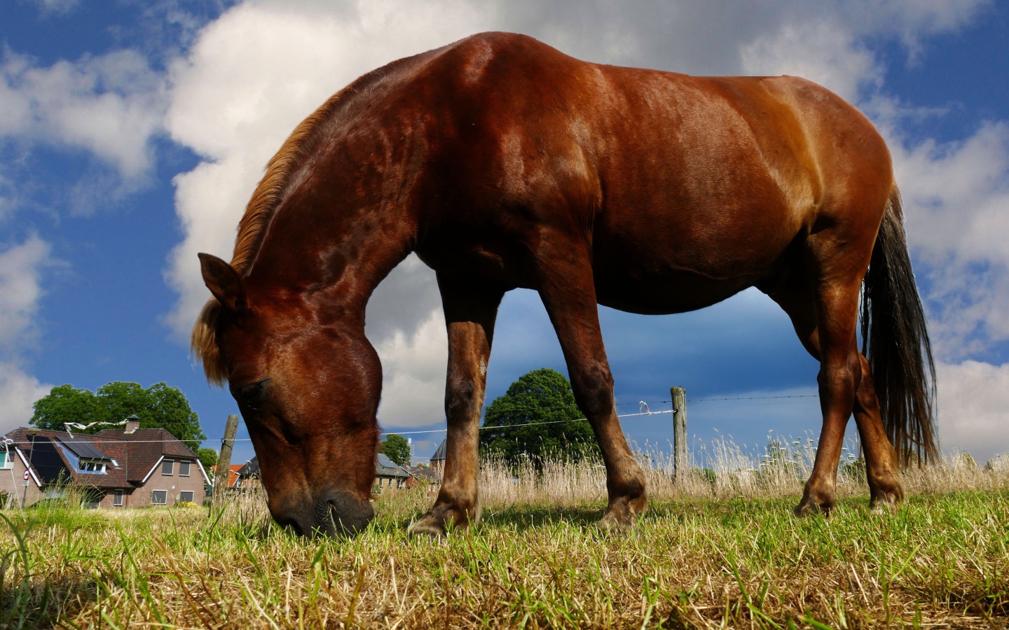 Коричневая лошадь пасется на ферме