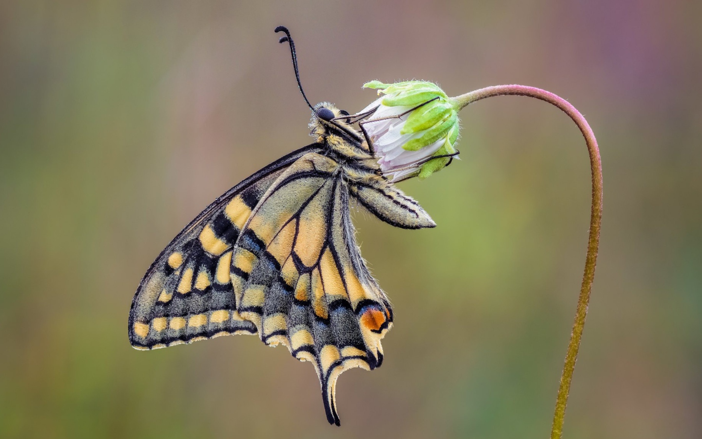 Красивая бабочка махаон сидит на цветке