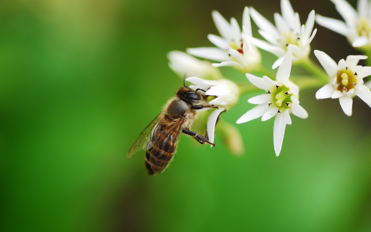 Пчела собирает нектар с белых цветов 