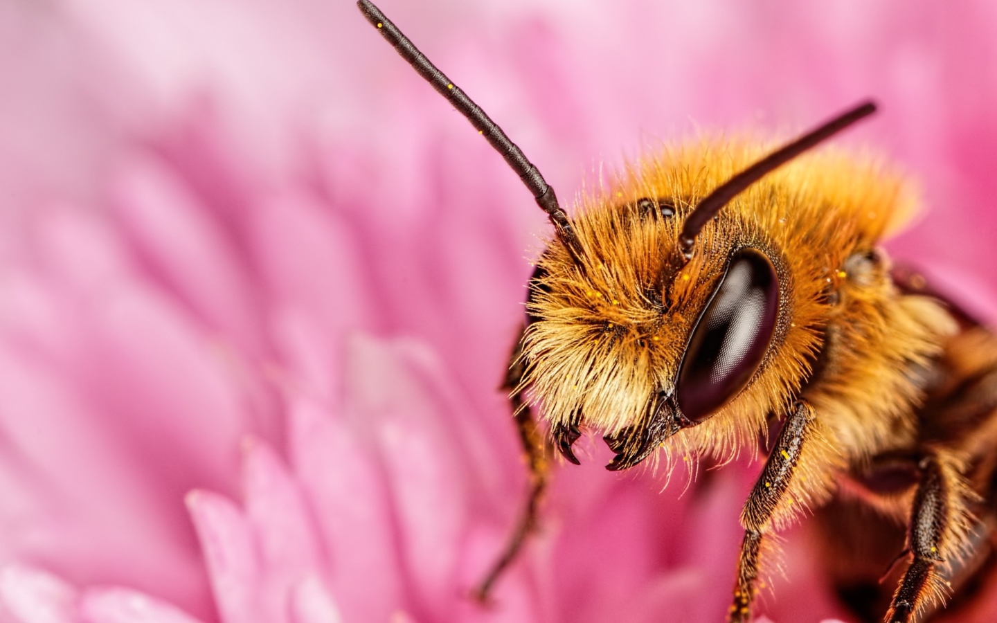 Пчела на розовом цветке крупным планом