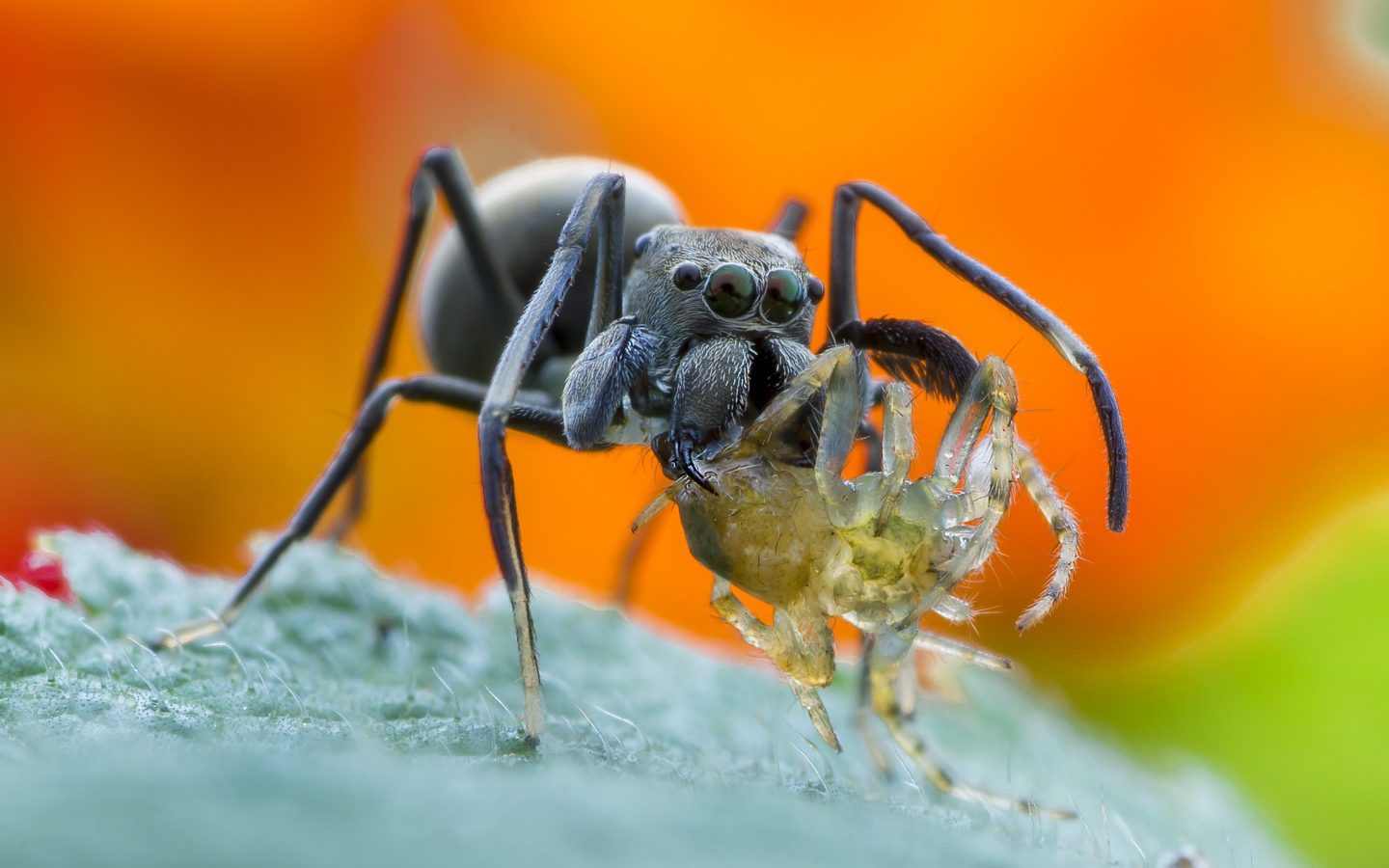 Большой паук с жертвой на листе крупным планом
