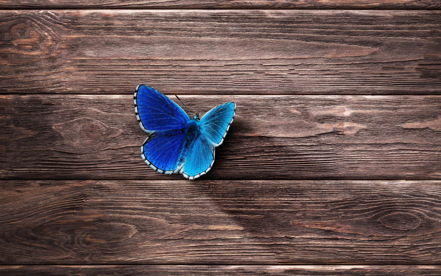 Голубая бабочка сидит на деревянной поверхности 