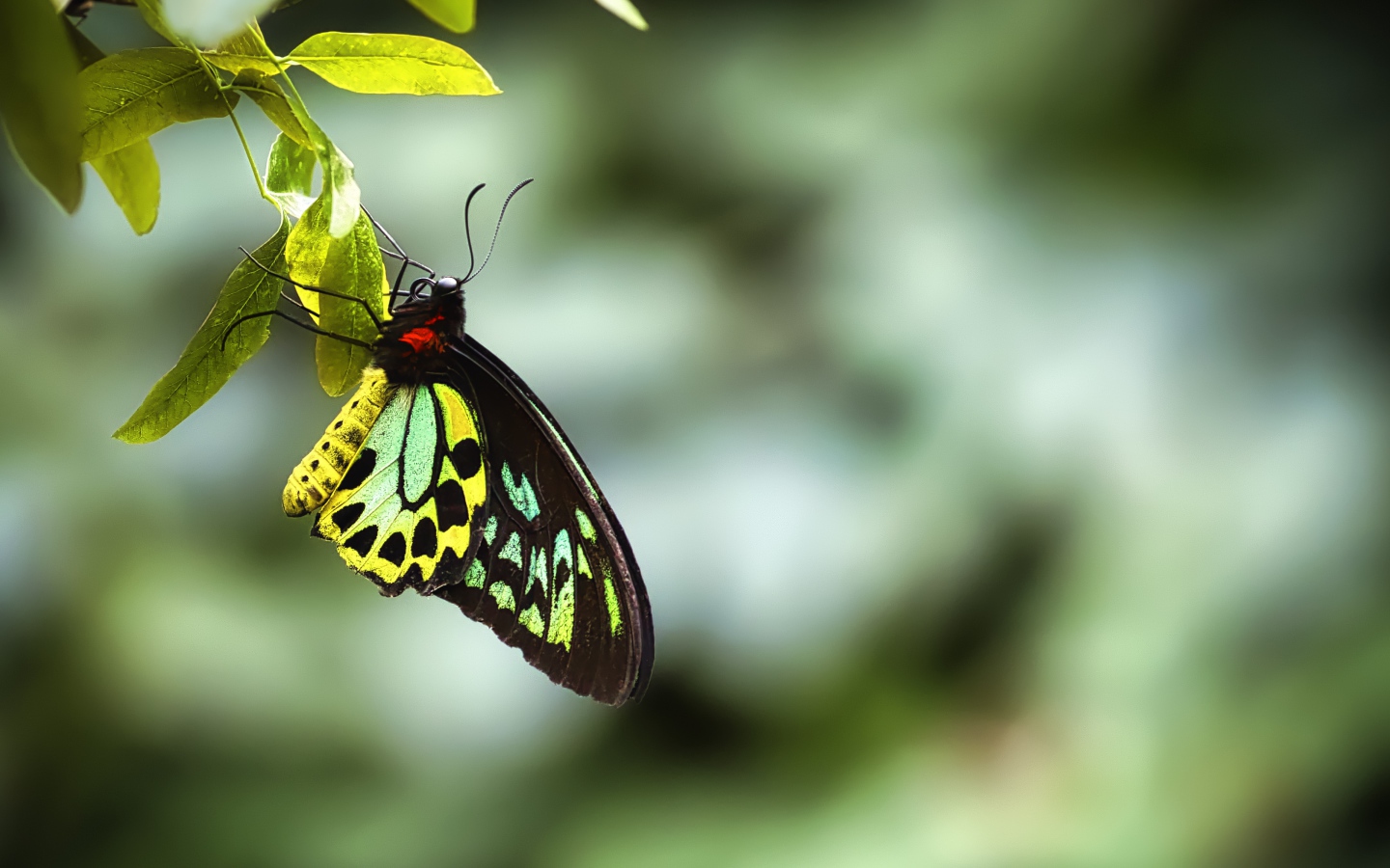 Бабочка сидит на зеленом листе