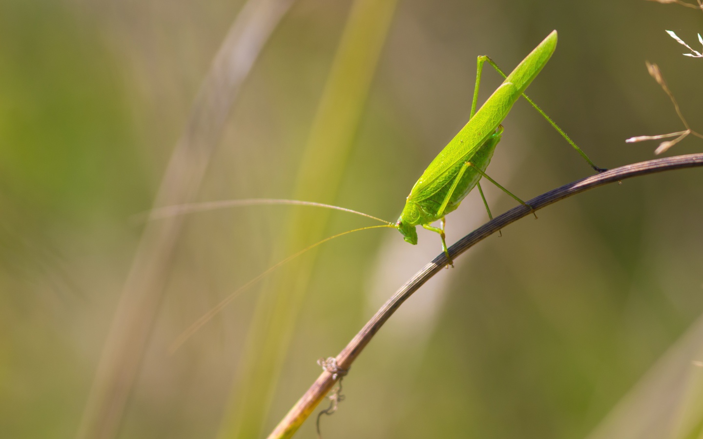 Зеленый кузнечик сидит на траве 