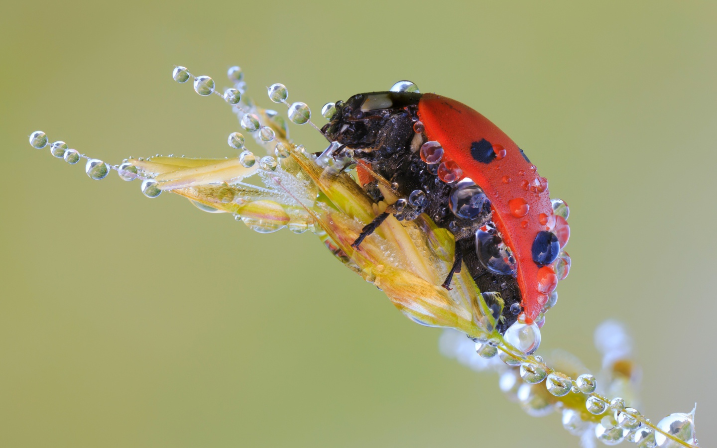 Божья коровка в каплях росы на колоске макросъемка