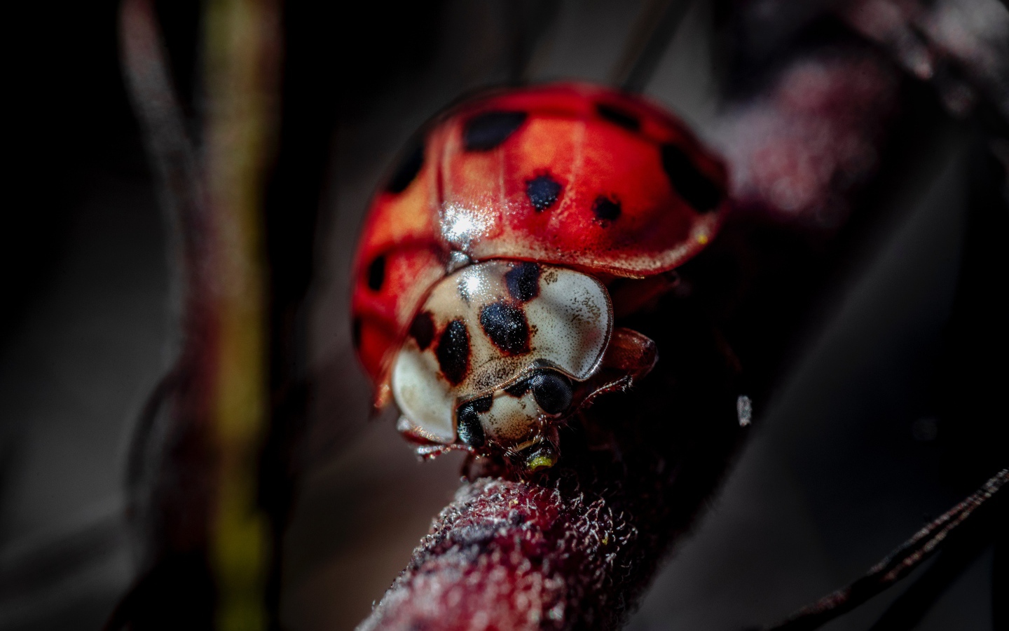 Божья коровка на ветке крупным планом