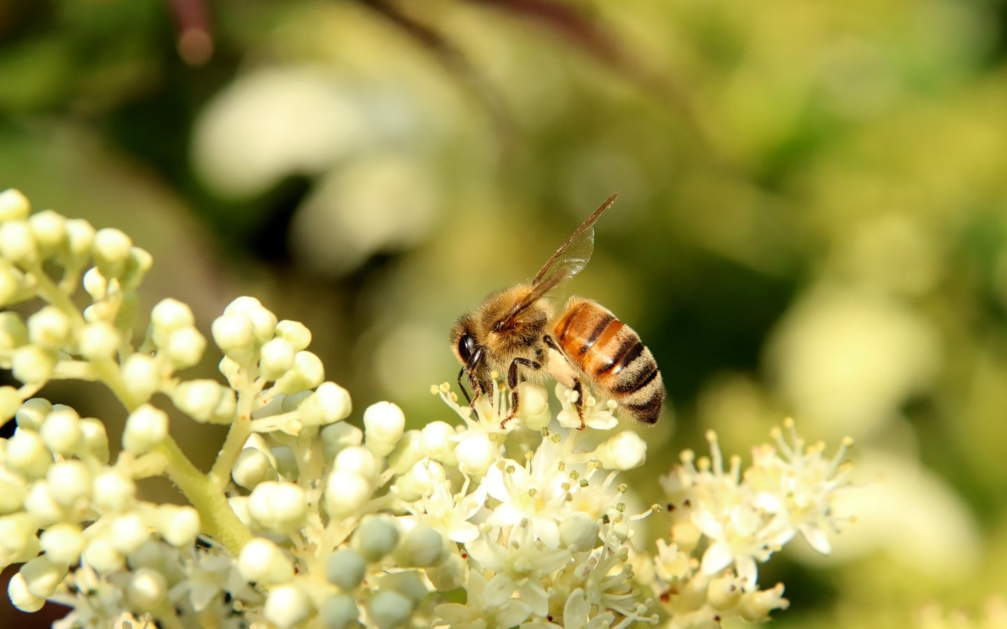 Маленькая пчела сидит на белом цветке