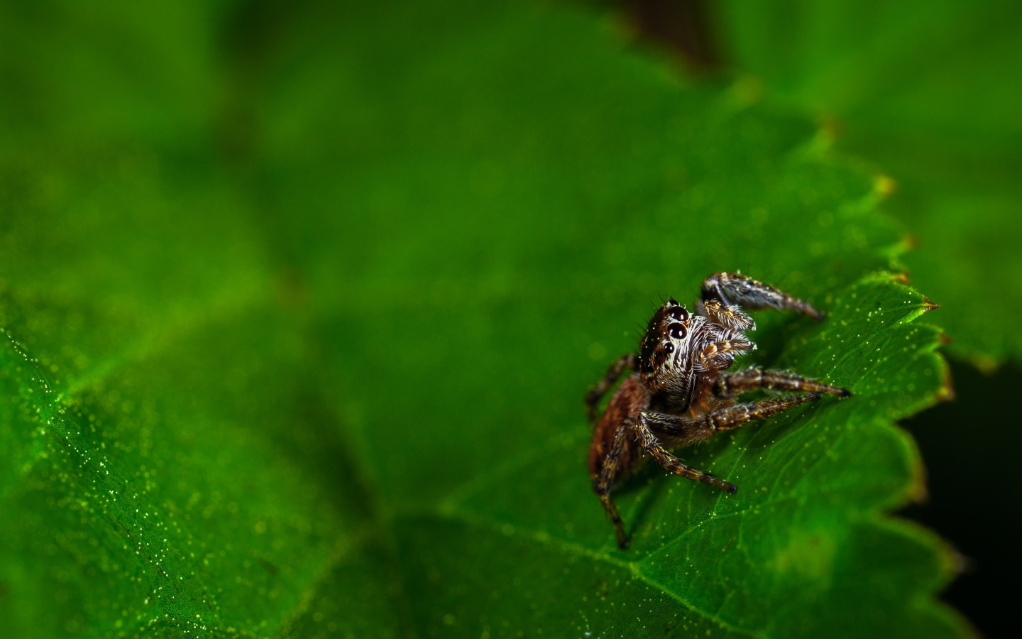 Паук сидит на зеленом листе 