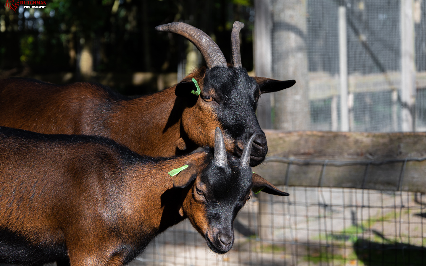 Две коричневые домашние козы