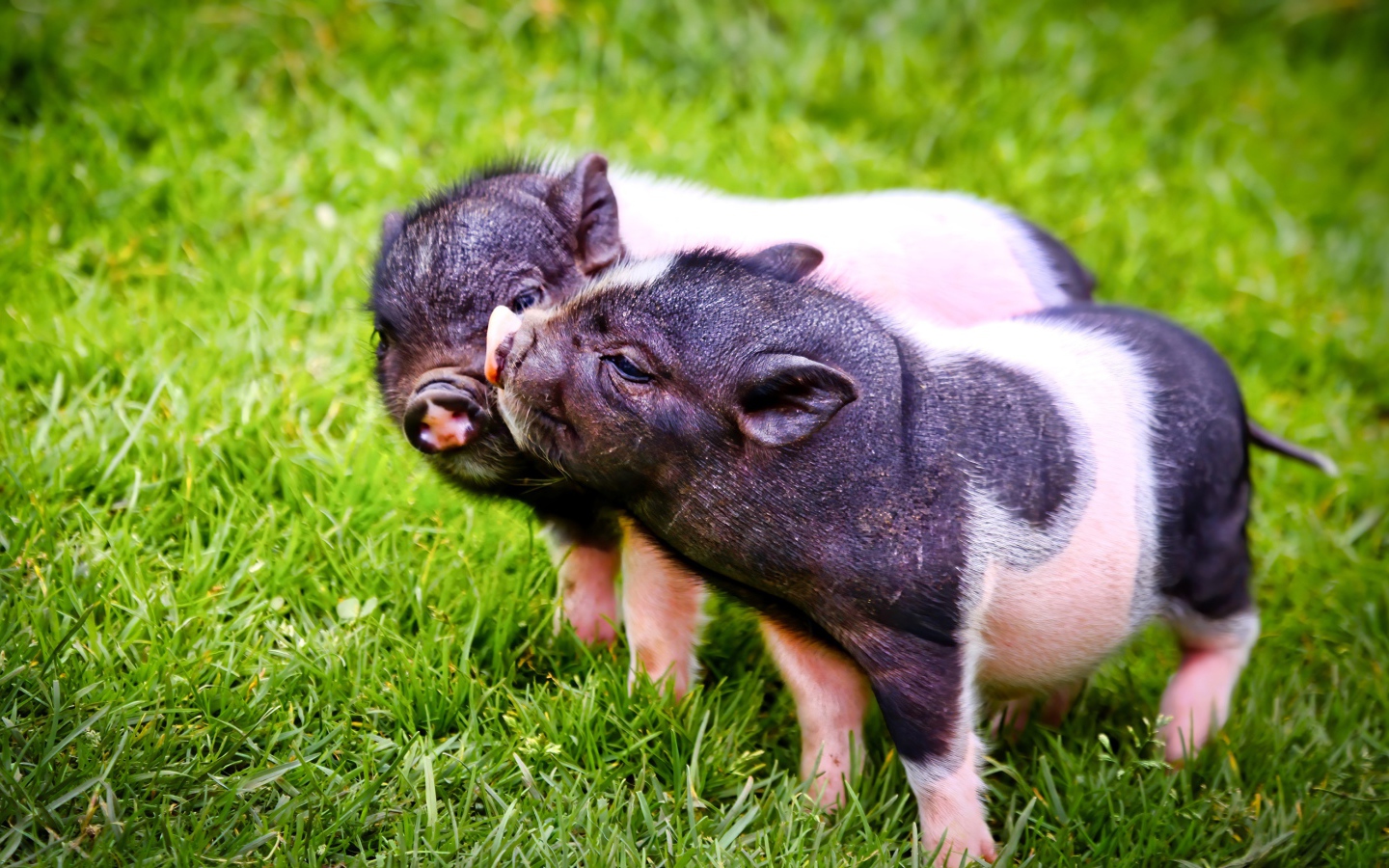 Two cute pigs on the green grass.
