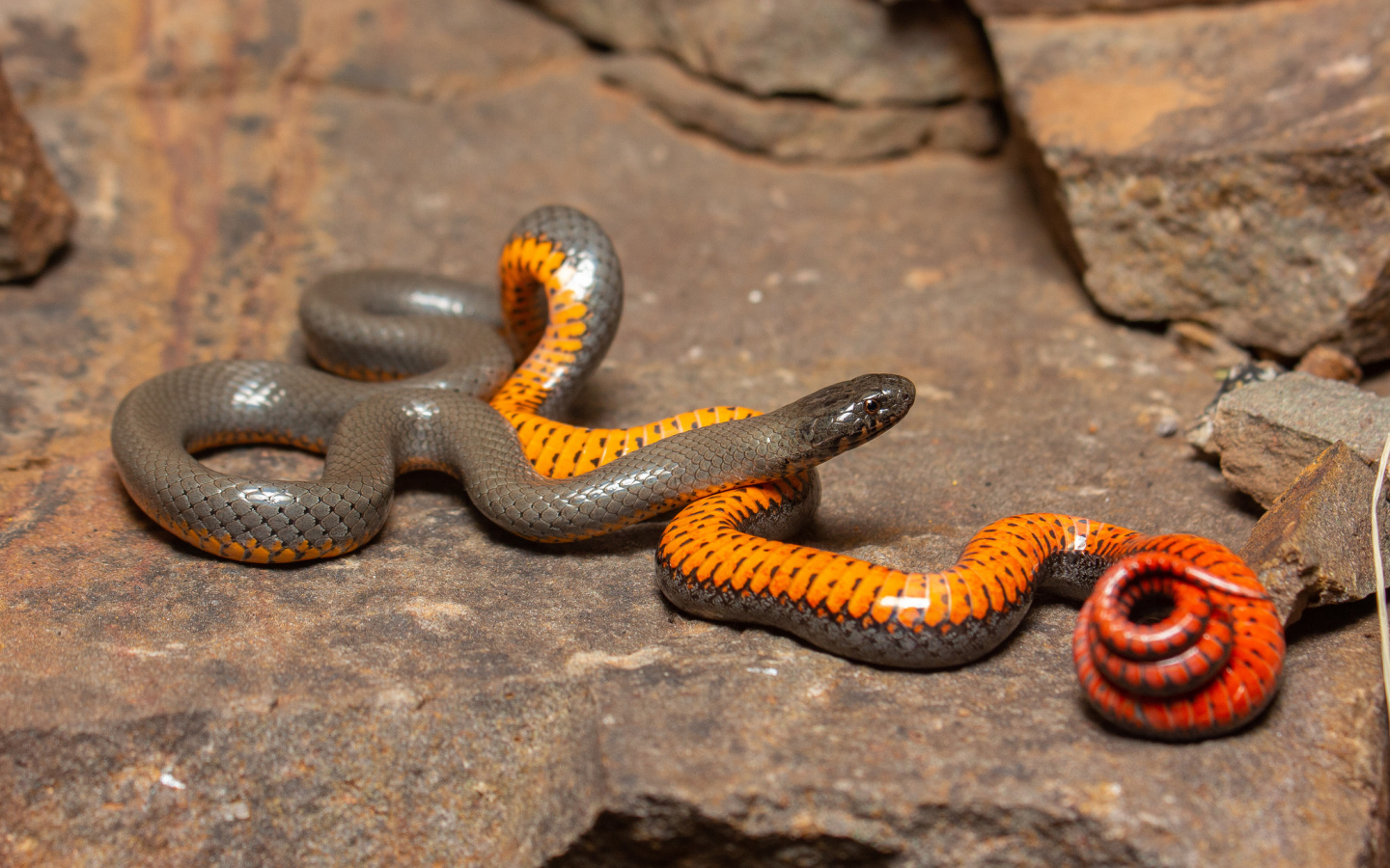 Красивая маленькая змея у камней