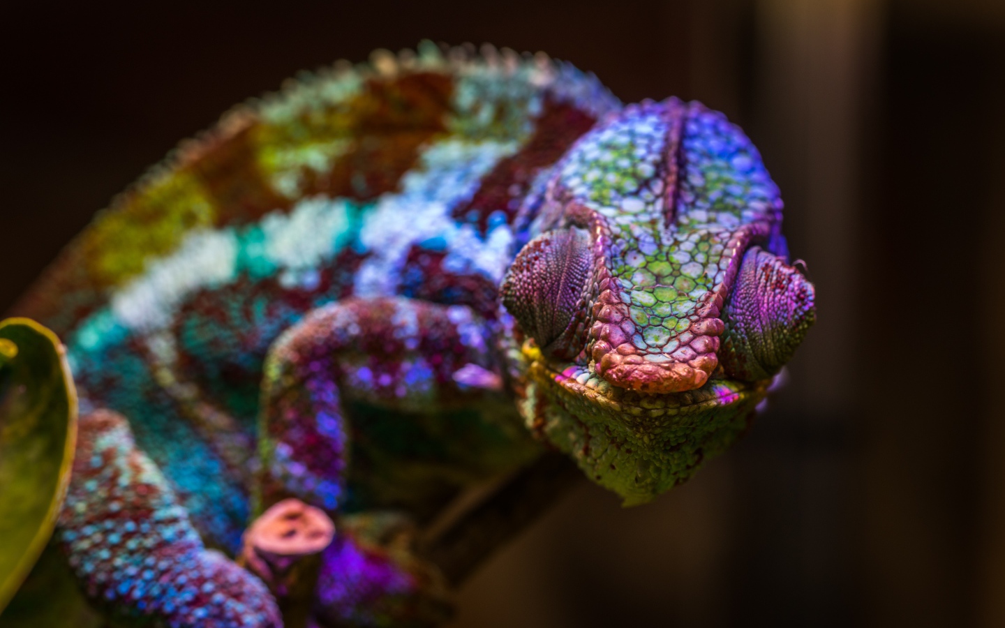 Хамелеон с разноцветной окраской сидит на ветке