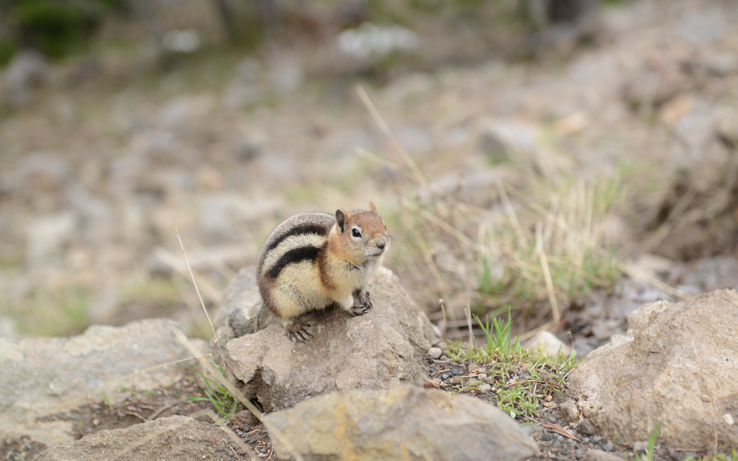 Маленький бурундук сидит на камне