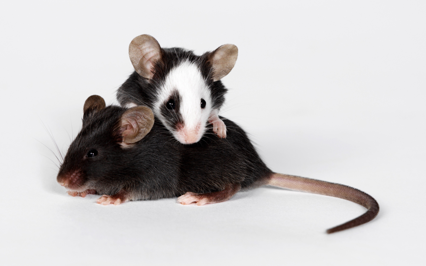 Две маленьких крысы на сером фоне