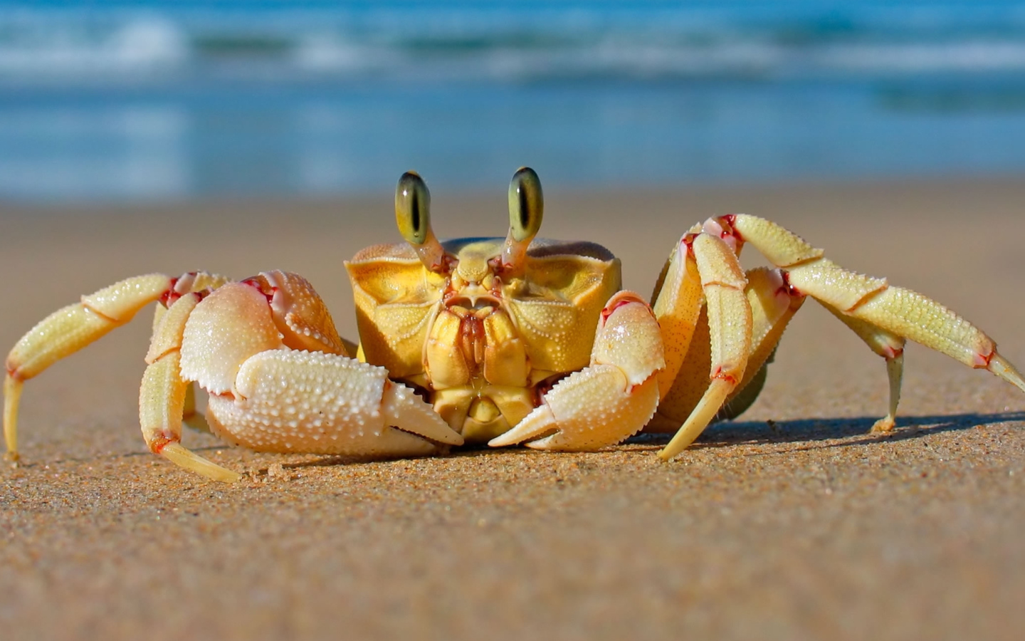 Big crab crawling in the sand