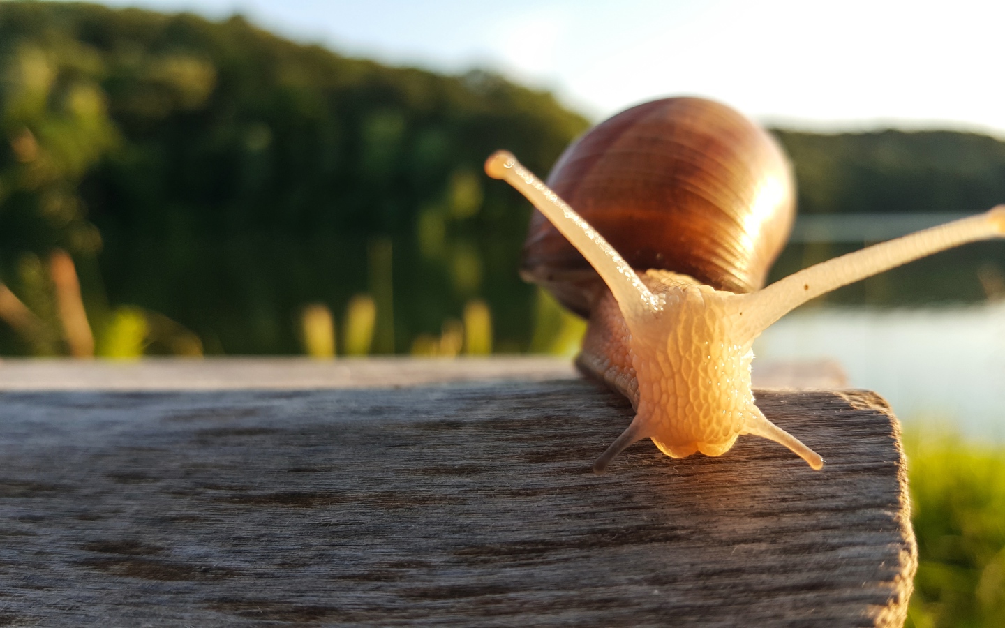 Большая улитка сидит на сухом дереве