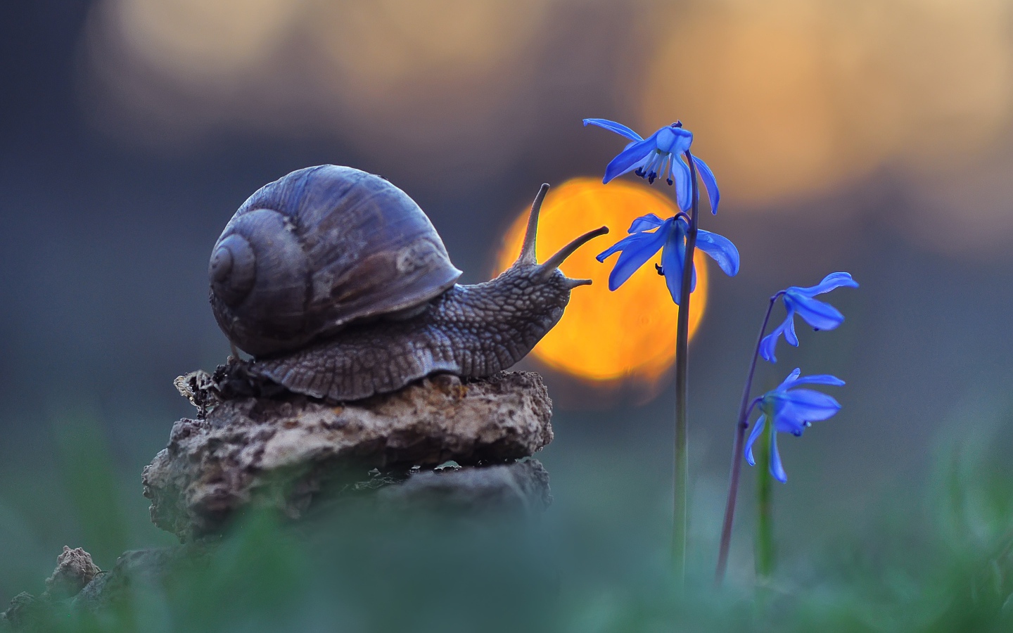 Snail sits on a stone near a blue flower