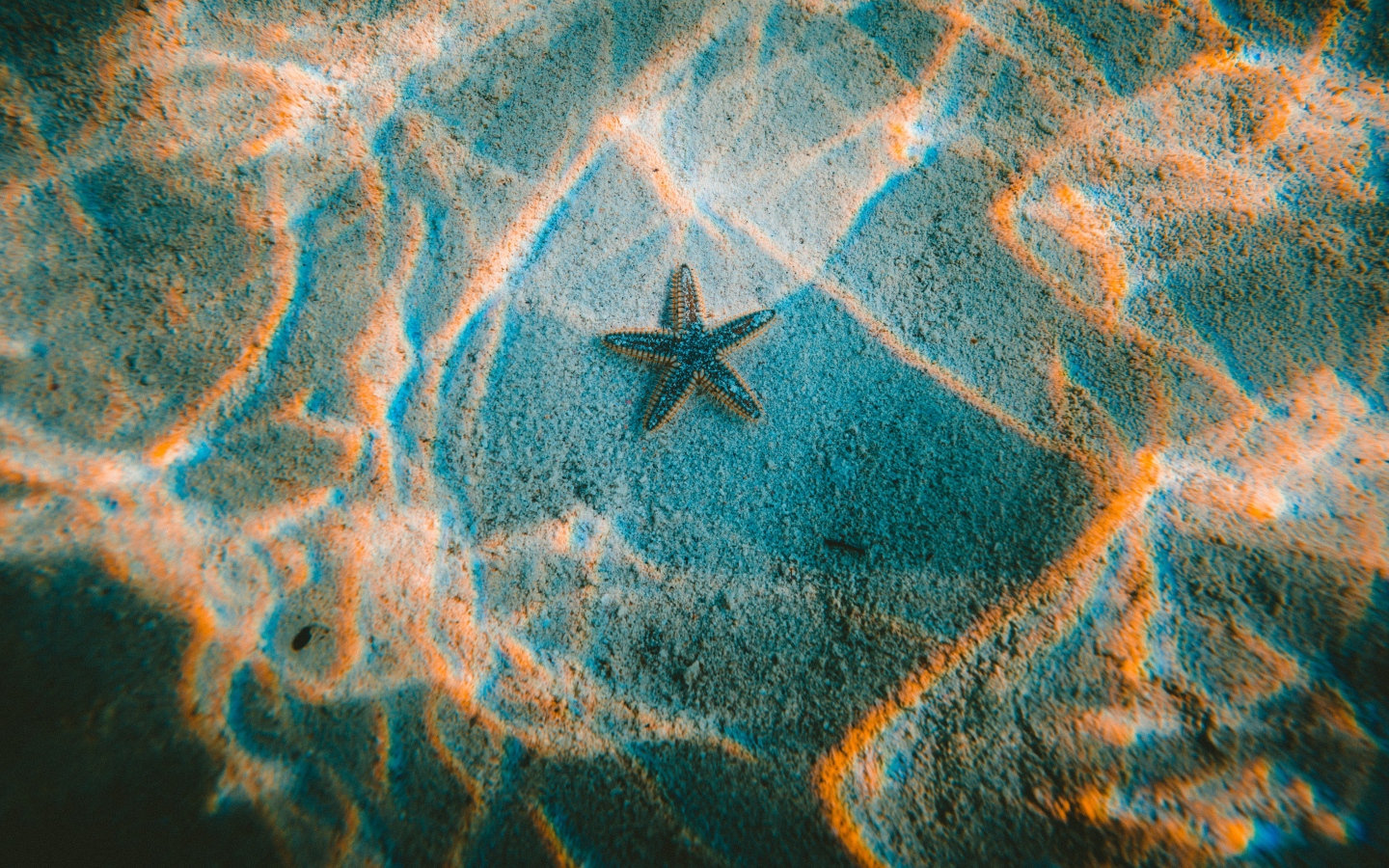 Морская звезда лежит на дне в воде 