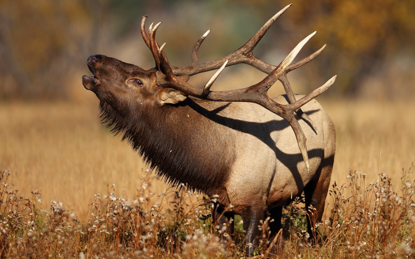 Большой олень с рогами в траве