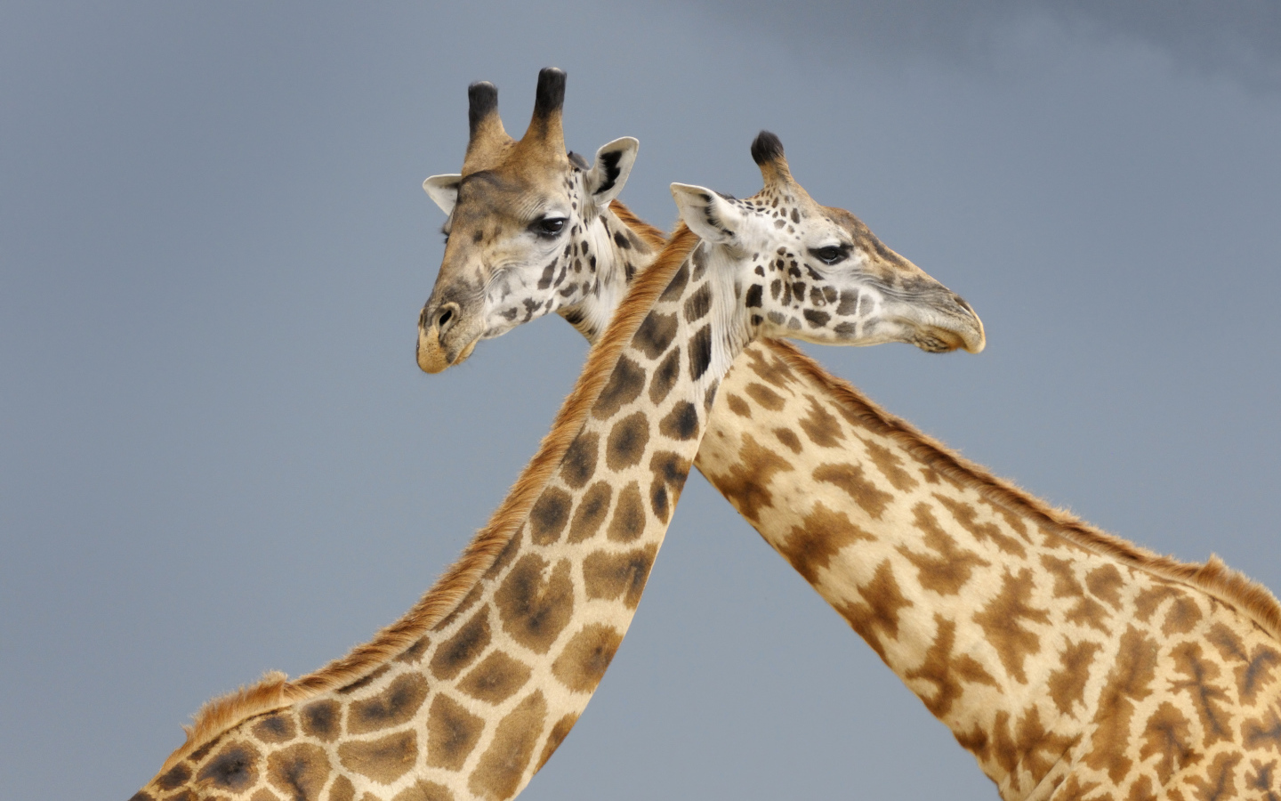 Два жирафа на сером фоне