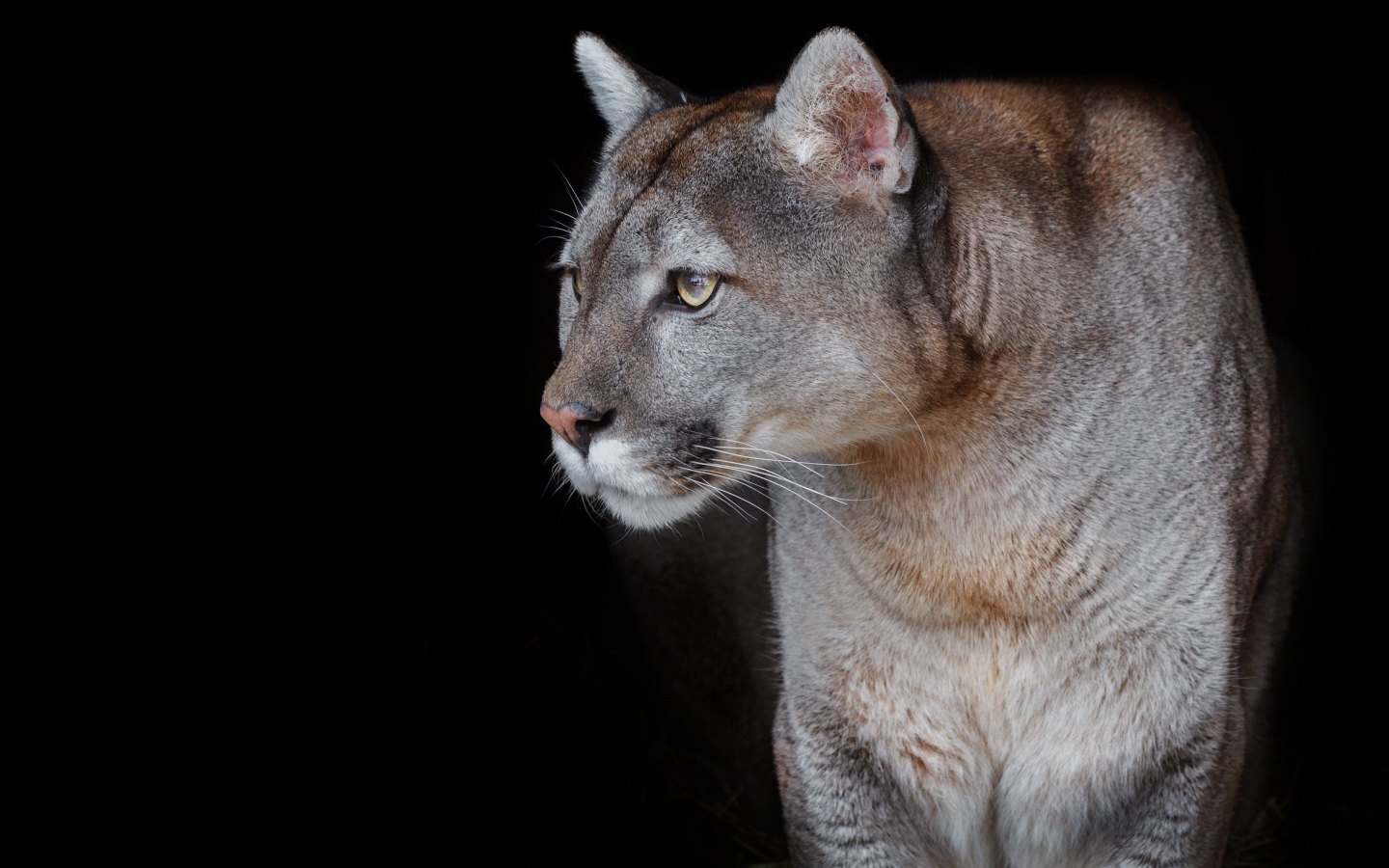 Beautiful graceful cougar on a black background