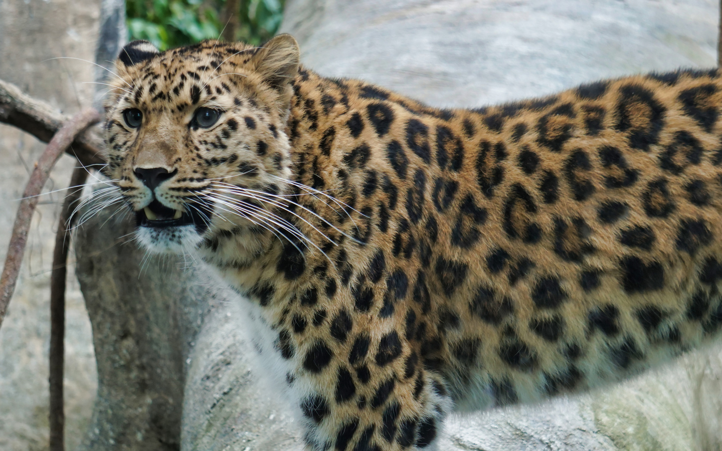 Красивый пятнистый голубоглазый леопард