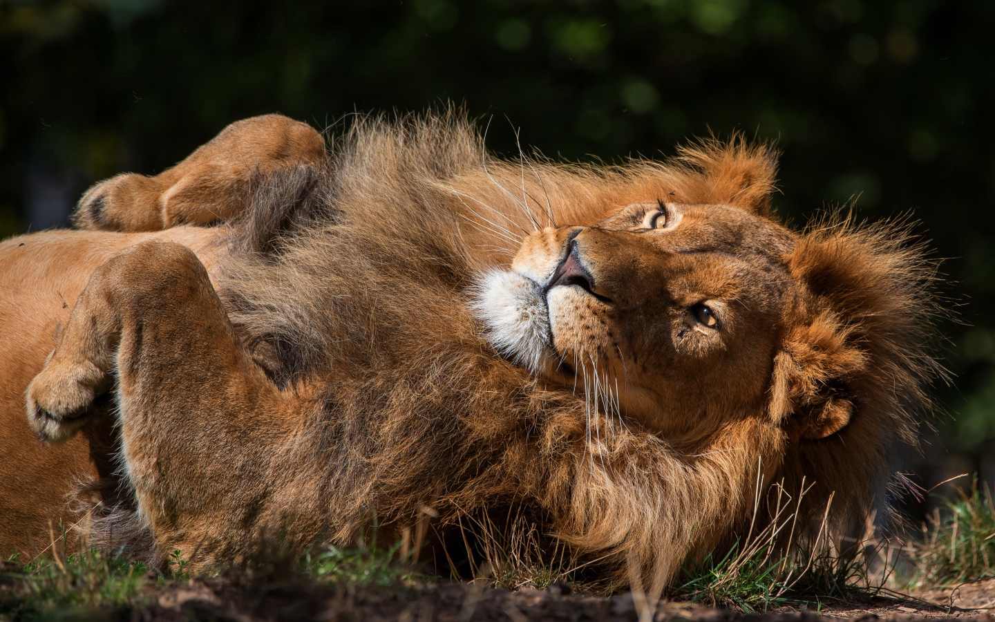 Большой лев лежит на земле 