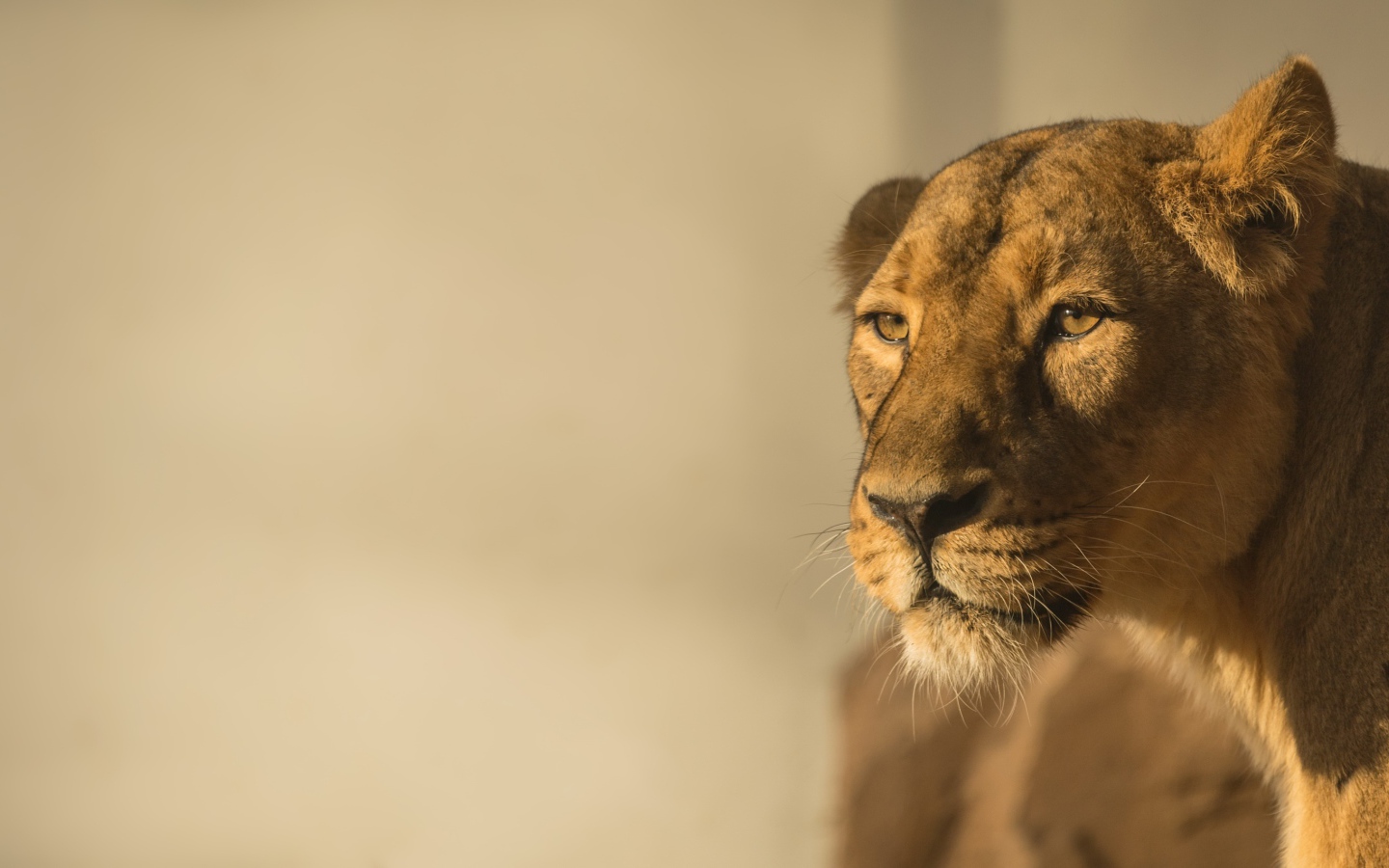 Большая львица в лучах солнца 