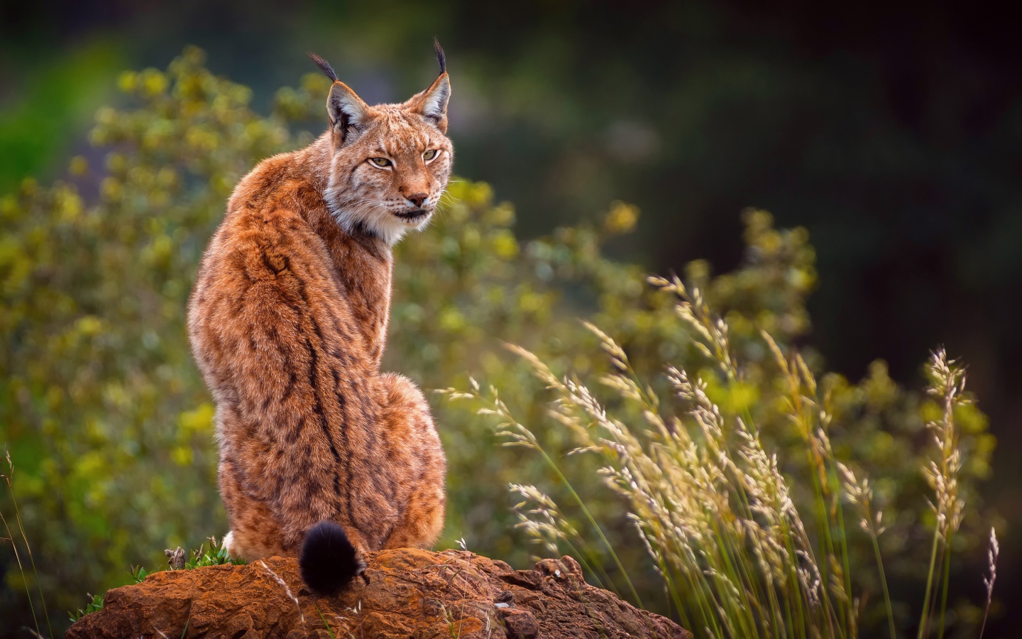 Большая рысь сидит на камне 