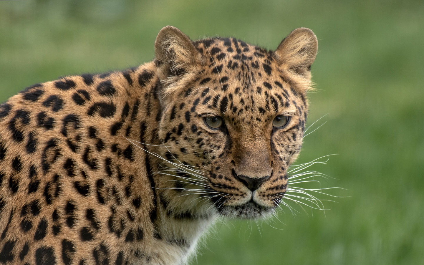 Большой пятнистый леопард крупным планом