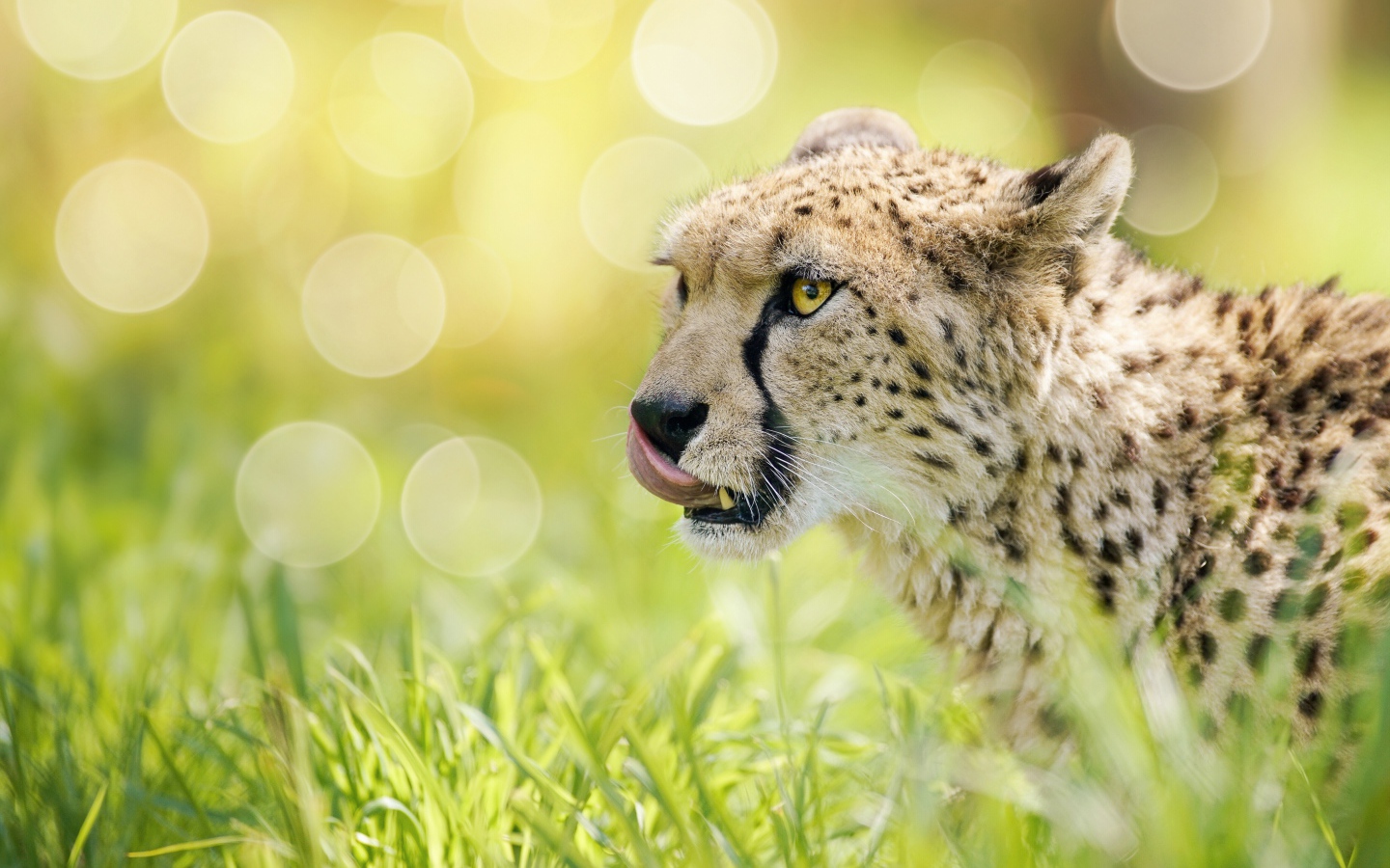 Гепард с высунутым языком в траве