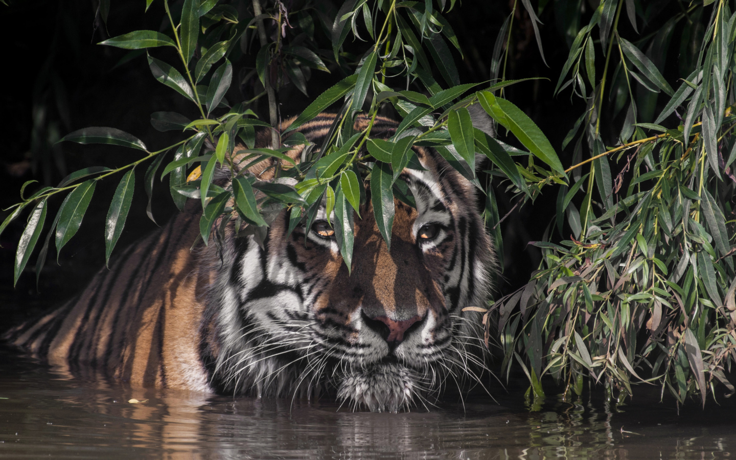Большой полосатый тигр в воде в зеленых листьях