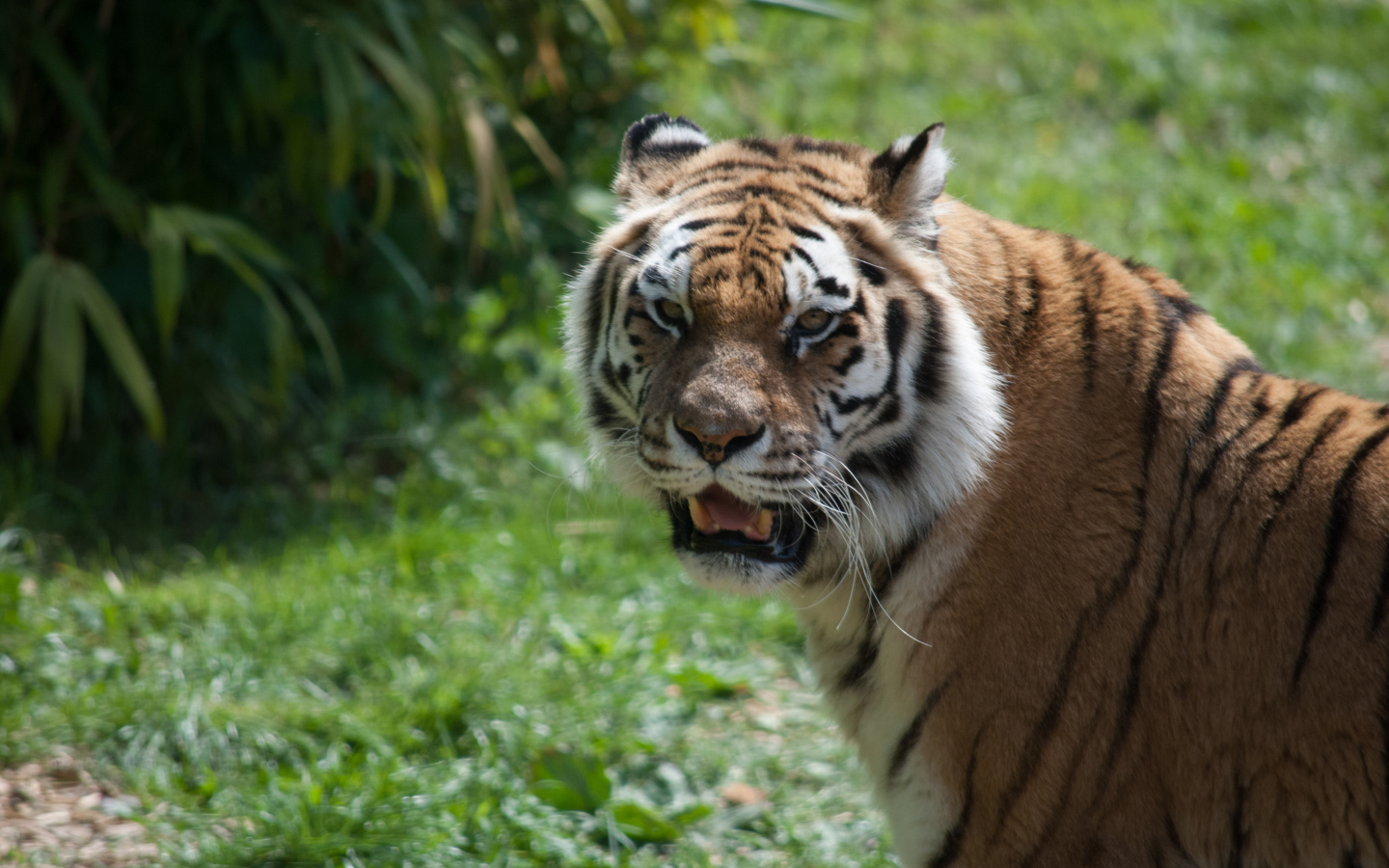 Большой полосатый тигр с острыми зубами